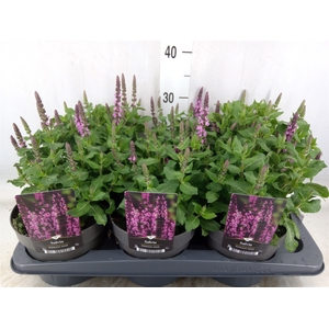 Salvia nemorosa 'Midnight Rose'