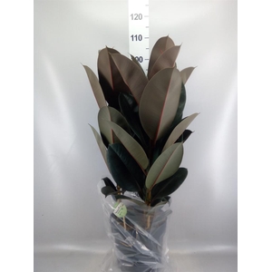 Ficus elastica 'Abidjan'