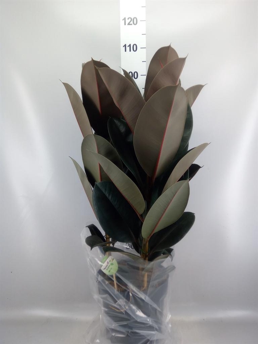<h4>Ficus elastica 'Abidjan'</h4>