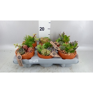 Arr.  Succulents L%