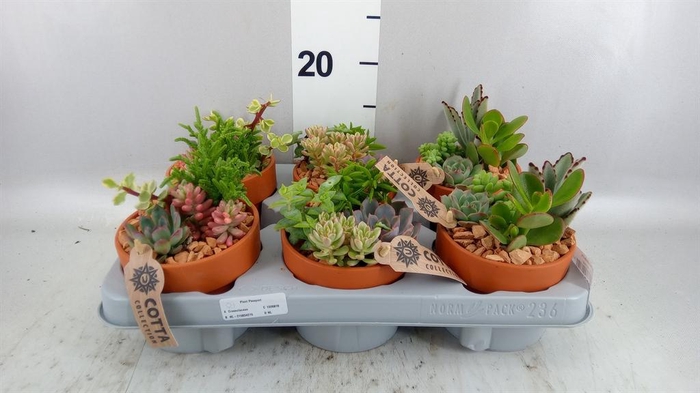 <h4>Arr.  Succulents L%</h4>