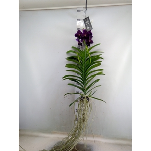 Vanda hybrids
