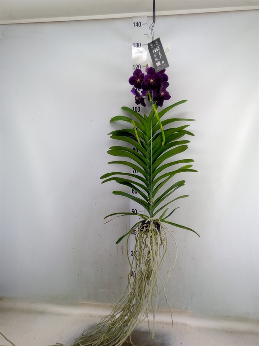 <h4>Vanda hybrids</h4>