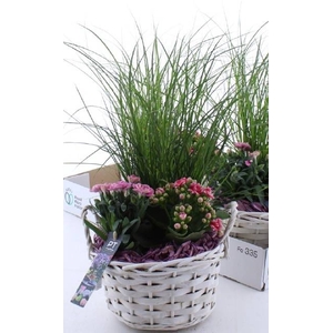 ARR TUINPLANTEN