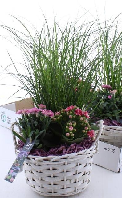 <h4>ARR TUINPLANTEN</h4>