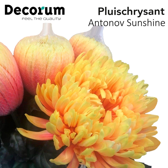 <h4>CHR G ANTONOV KLB H%</h4>