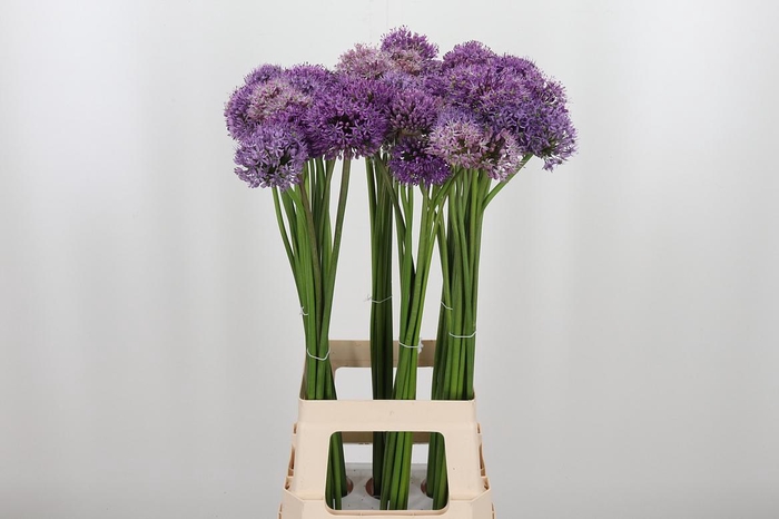 <h4>Allium Kleinbloemig</h4>