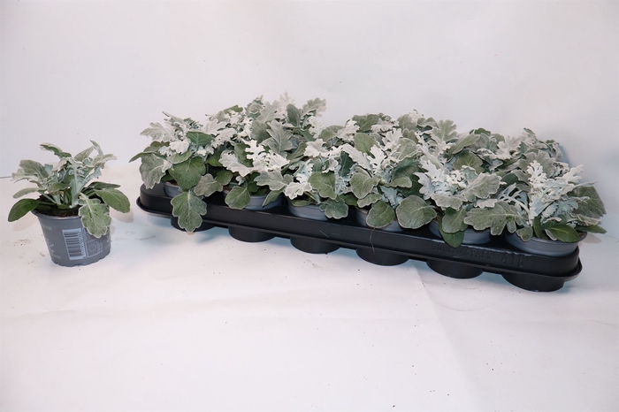 <h4>Jacobaea maritima</h4>