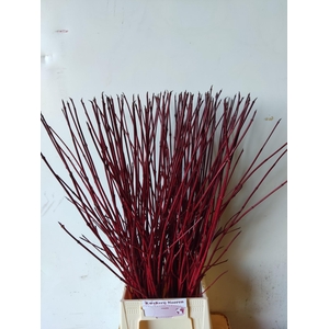 CORNUS ALBA SIBIRICA