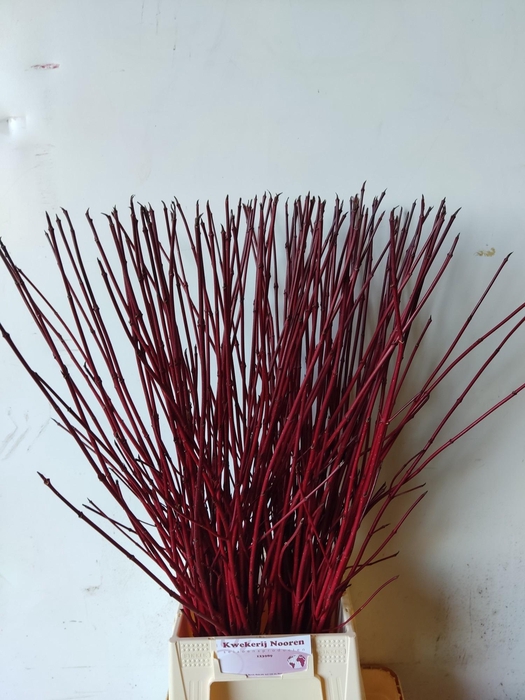 <h4>CORNUS ALBA SIBIRICA</h4>