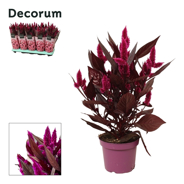 <h4>Celosia 'Mystic Shades' with sleeve | Decorum</h4>