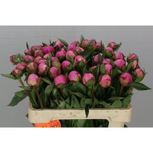 Paeonia Dr A Fleming