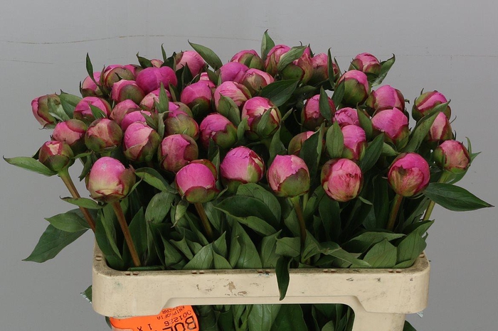 <h4>Paeonia Dr A Fleming</h4>