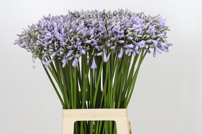 <h4>Agapanthus Silberpfeil</h4>