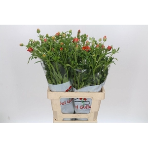 Ranunculus Butterfly Minoan