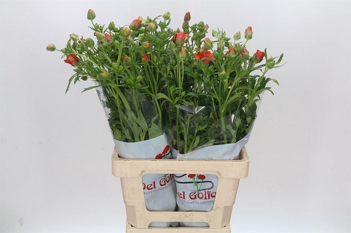 <h4>Ranunculus Butterfly Minoan</h4>