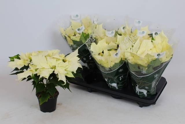 <h4>EUPHOR P ALASKA</h4>