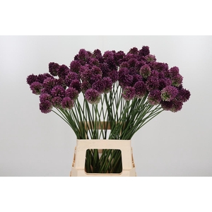 Allium Sphaerocephal (kogel)