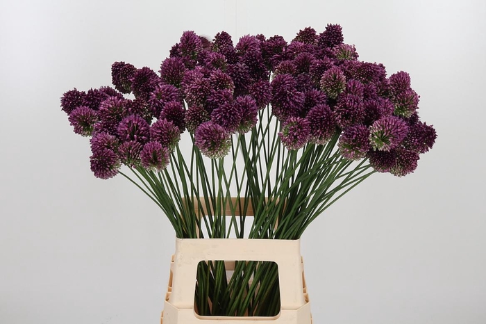 <h4>Allium Sphaerocephal (kogel)</h4>