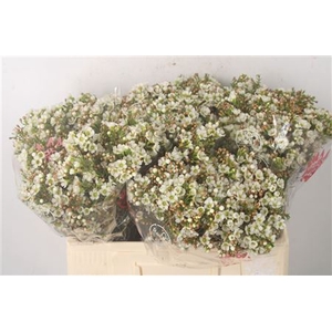Chamelaucium Dawn Pearl