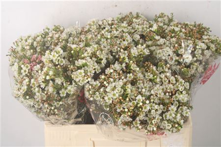 <h4>Chamelaucium Dawn Pearl</h4>