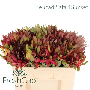 LEUCAD SAF SUNSET