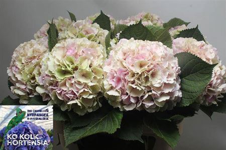 <h4>Hydr M Ch Verena Cl</h4>
