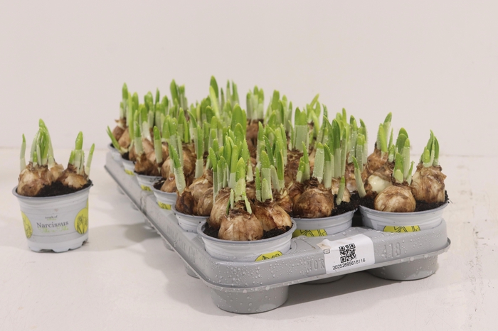 <h4>NARC O TETE A TETE</h4>