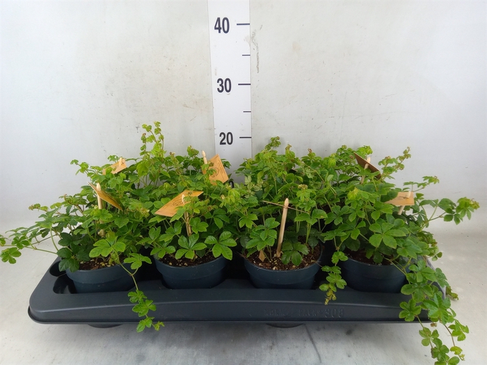 <h4>Parthenocissus  'Sugar Vine'</h4>