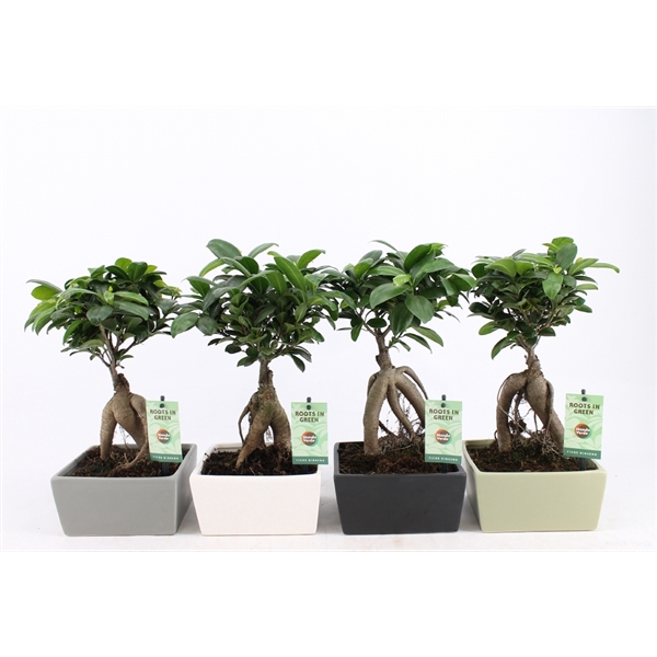 <h4>Ficus Ginseng in Matt Square keramiek</h4>