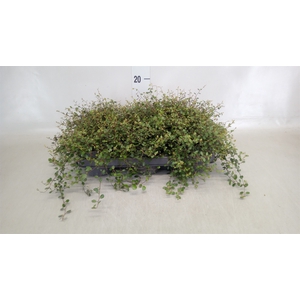 Muehlenbeckia com. 'Mao'ri'