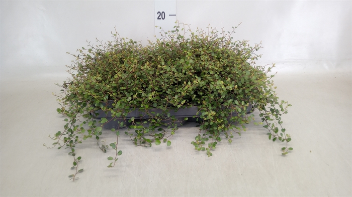 <h4>Muehlenbeckia com. 'Mao'ri'</h4>