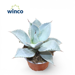 Agave Ov