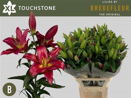 <h4>Li Ot Touchstone 5+</h4>