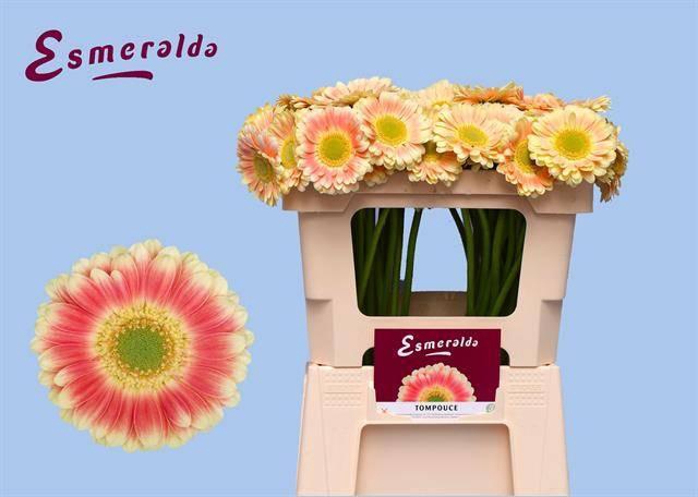 <h4>GE MI TOMPOUCE</h4>