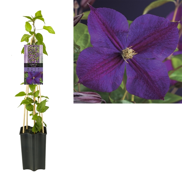 <h4>Clematis 'Star of India' +light label</h4>