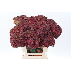 Hydr M Mag Chocolate