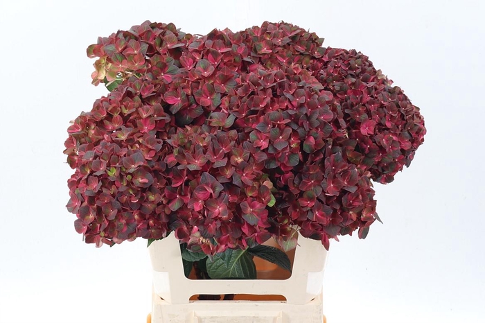 <h4>Hydr M Mag Chocolate</h4>