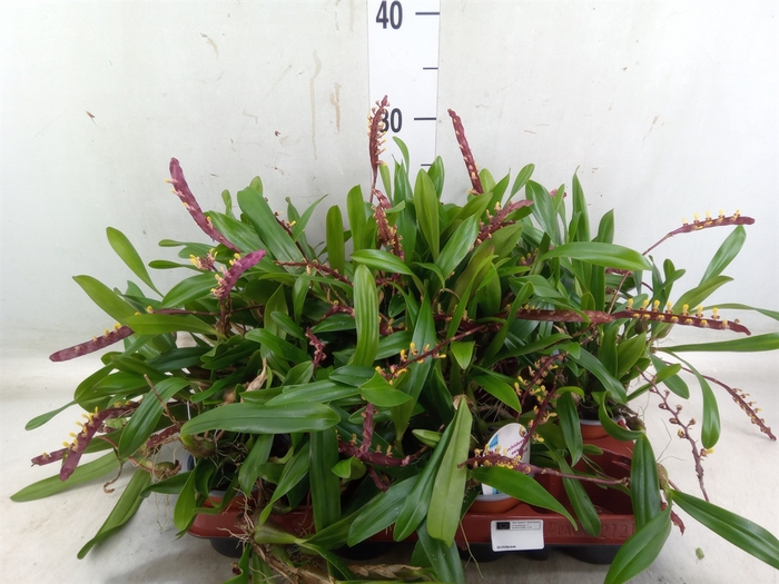 <h4>Orchideeen   ...</h4>