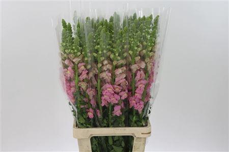 <h4>Antir Poto Pink</h4>