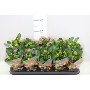 Kalanchoe Bl Tiger Gemengd