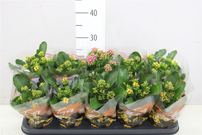 <h4>Kalanchoe Bl Tiger Gemengd</h4>