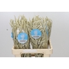 Amaranthus Yearming Desert