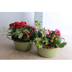 ARR TUINPLANTEN