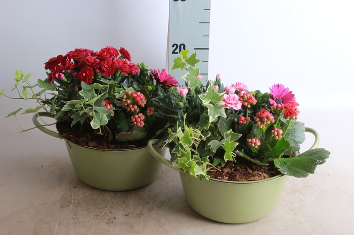 <h4>ARR TUINPLANTEN</h4>