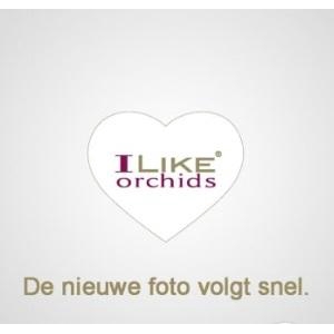 Duetto Bamboe Budapest 17 cm