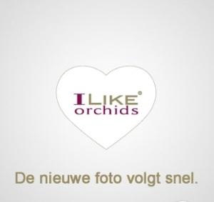 <h4>Duetto Bamboe Orlando 17 cm</h4>