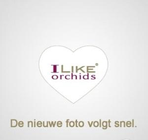 <h4>Deco Oxford - 3/4 tak</h4>