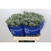 Eryngium Silver Dynamite