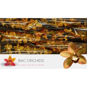 CYMB T CHARLY BROWN BRUIN